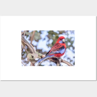 Crimson Rosella 03 Posters and Art